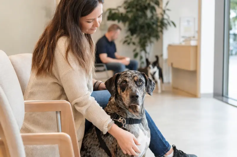 Ein Catahoula Leopard Dog sitzt ruhig neben seinem Besitzer im hellen Wartezimmer einer modernen Tierarztpraxis.